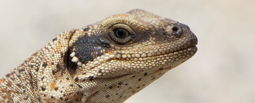 These Desert Lizards Have to Sneeze Salt to Stay Alive : ScienceAlert