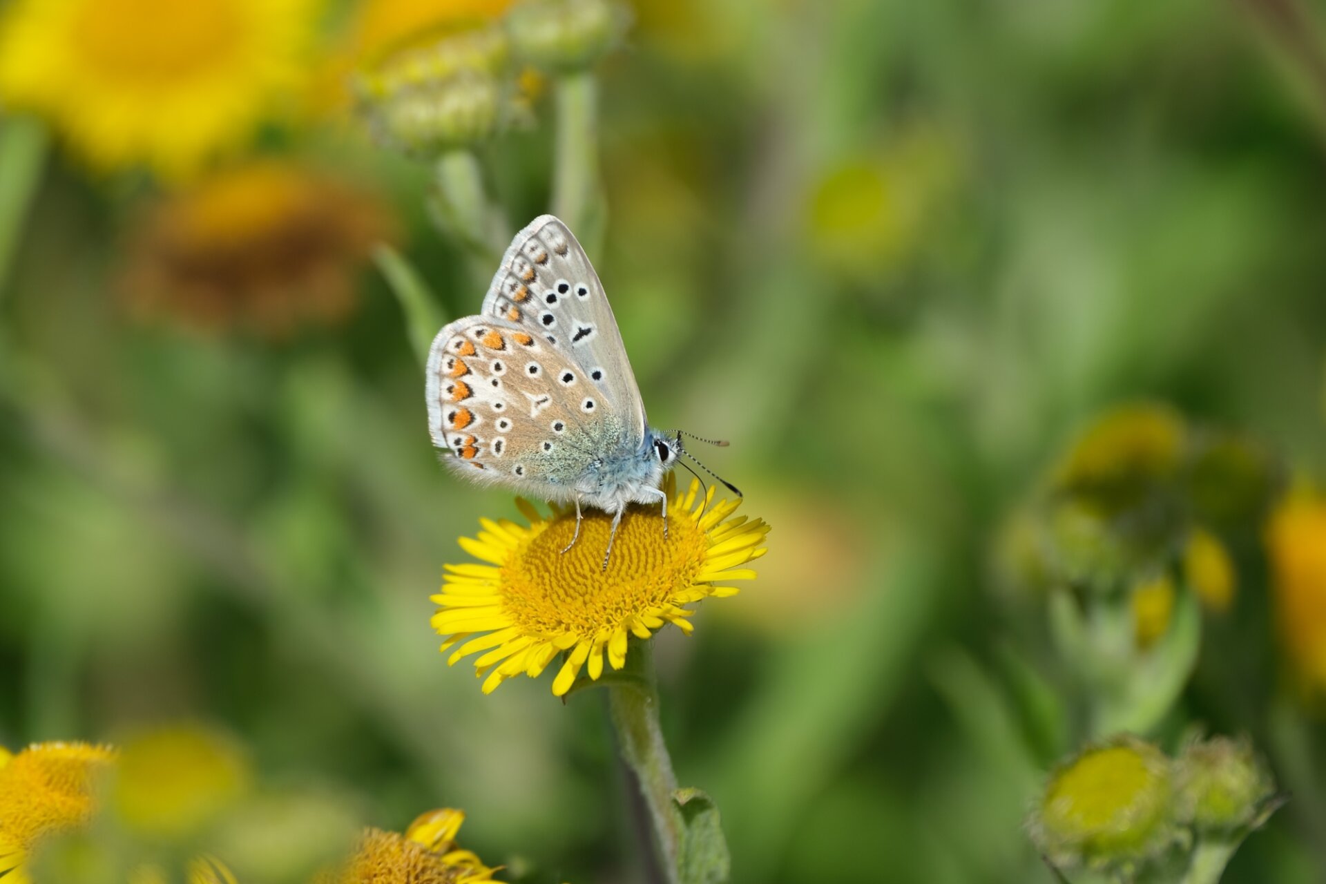 A blue-grey butterly with black spots is resting on a yellow flower.