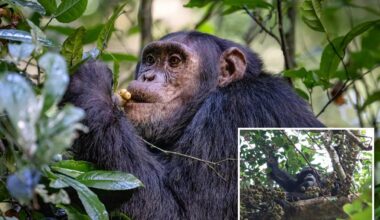Wild chimpanzees consume 2 cocktails' worth of alcohol a day by feasting on boozy fruit: study