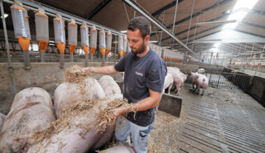 Achieving sow longevity by genetics and management