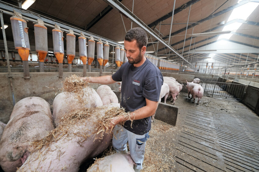 Achieving sow longevity by genetics and management