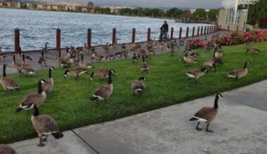 Drone Army Hired to Scare Away Hundreds of Geese in Bay Area