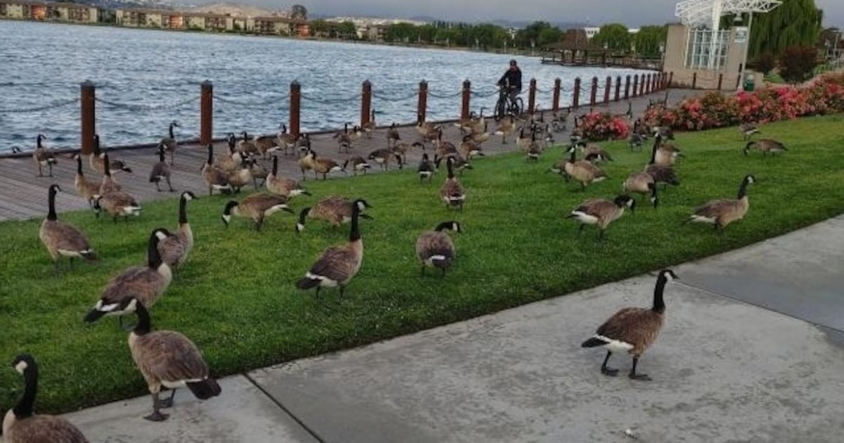 Drone Army Hired to Scare Away Hundreds of Geese in Bay Area