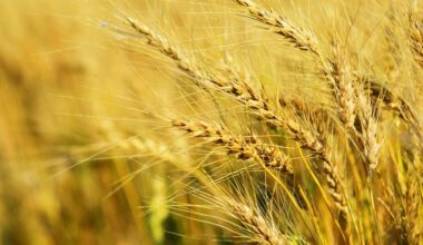 Gene editing leads to drought-resilient wheat