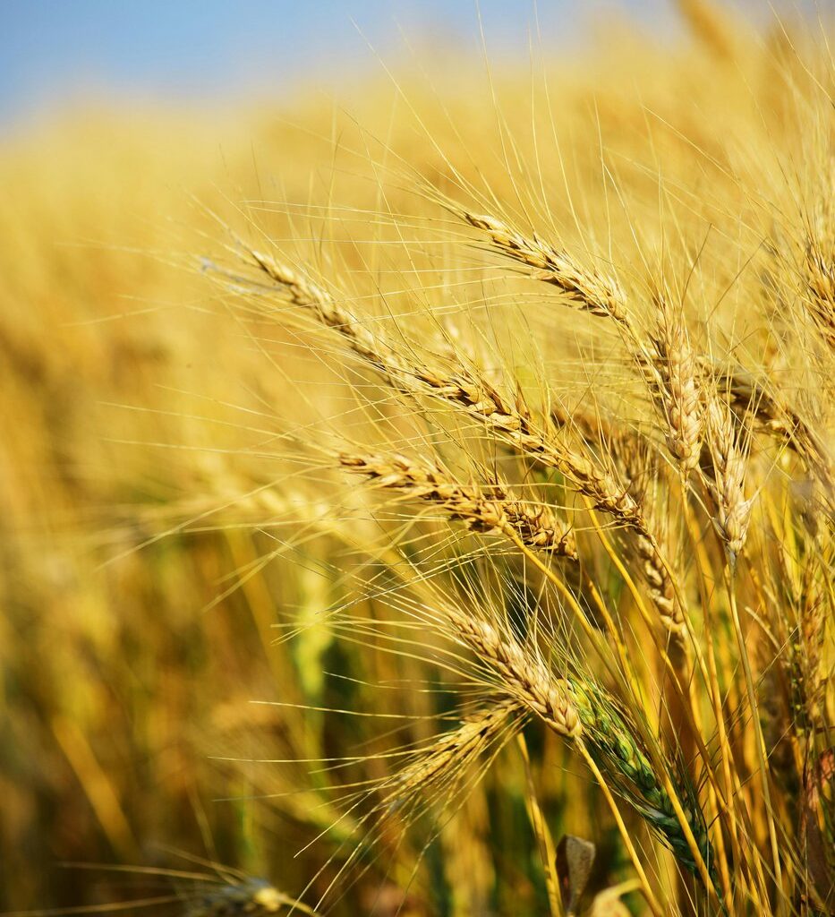 Gene editing leads to drought-resilient wheat