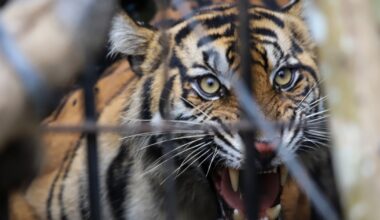 Tiger Kills its Keeper at Controversial Wildlife Preserve
