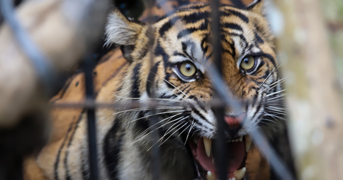 Tiger Kills its Keeper at Controversial Wildlife Preserve
