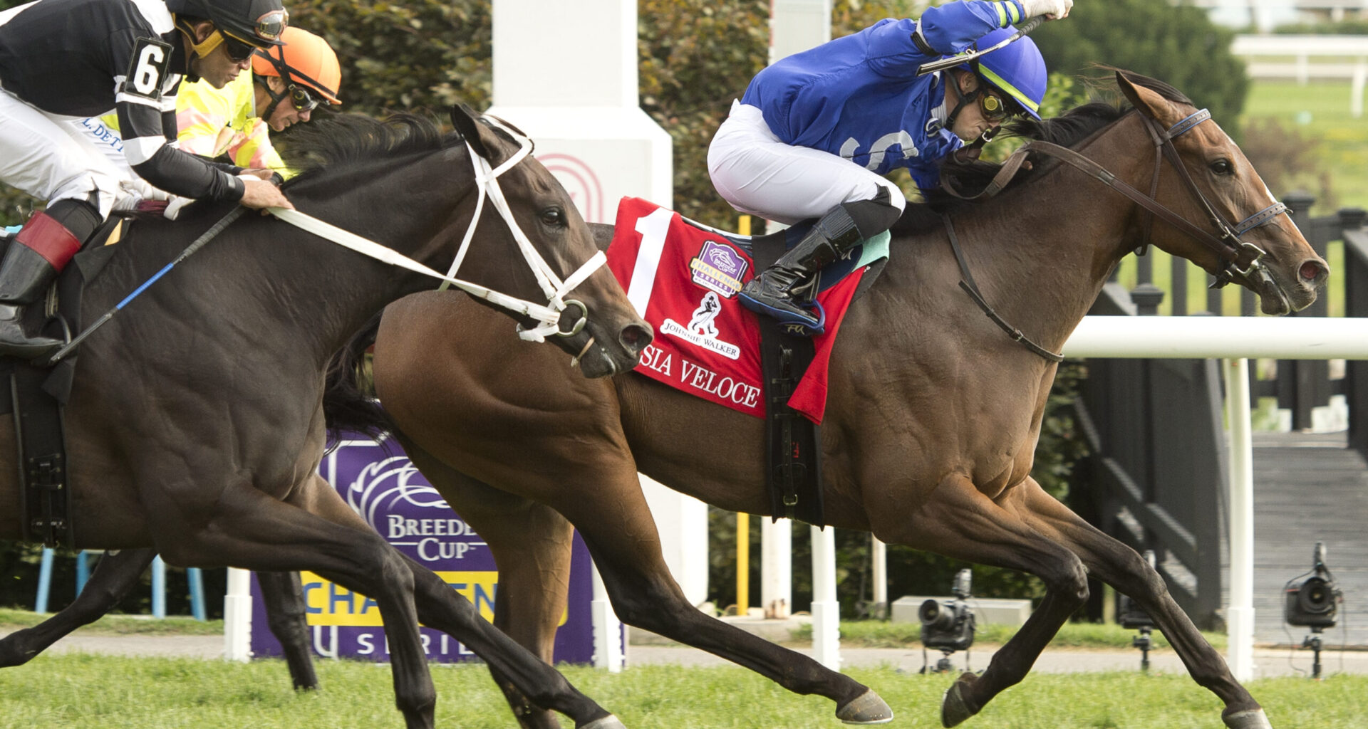 Corsia Veloce takes fast lane to Grade 1 Johnnie Walker Natalma Stakes glory