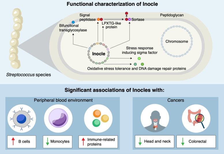 Diagram of Inocle Functions and Human Associations