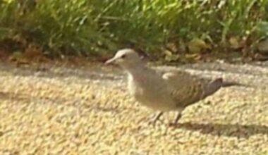 Rare migrating Turtle Doves welcome juvenile after operation to move them to Southern Water’s Minster wastewater treatment site