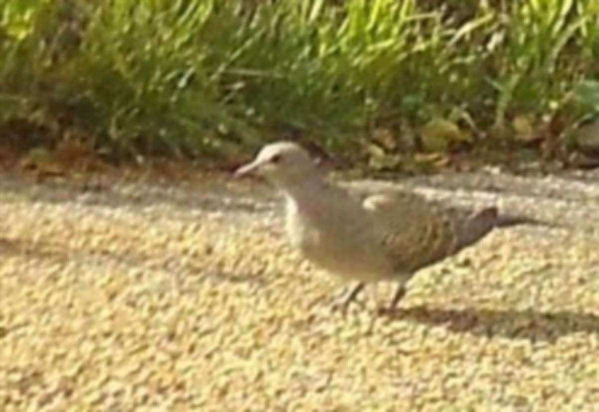 Rare migrating Turtle Doves welcome juvenile after operation to move them to Southern Water’s Minster wastewater treatment site