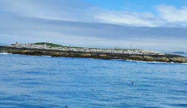 Determined Scientists Created Only Puffin Colony in the US, and Continue to Protect it Decades Later