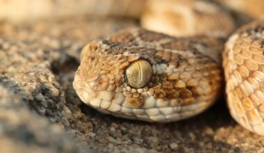 India's deadliest snakes to become even more dangerous, new study suggests