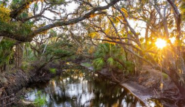 Researchers deploy 120 robots in Everglades National Park. Their mission is to help catch 20ft snakes