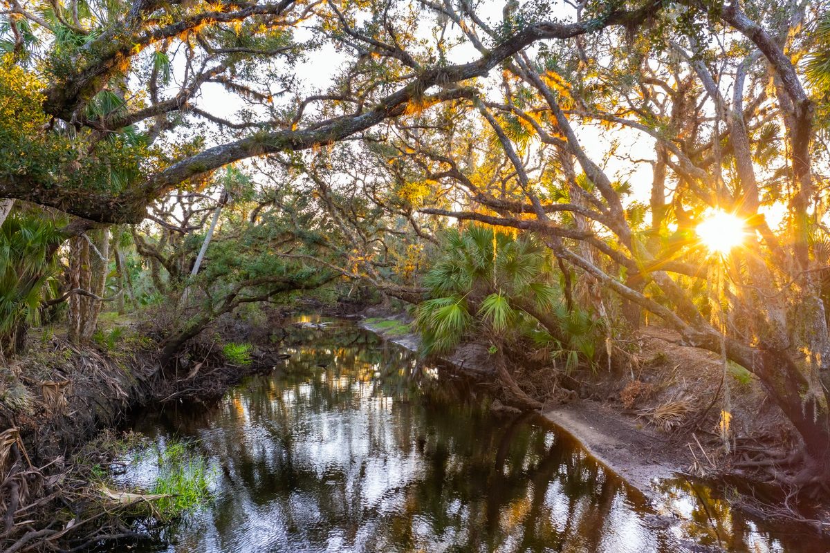 Researchers deploy 120 robots in Everglades National Park. Their mission is to help catch 20ft snakes