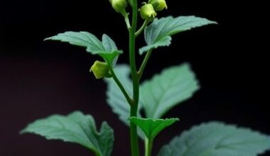Genetic Insights: EMS-Induced Ashwagandha Cultivars Analyzed