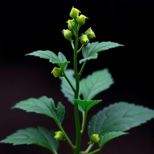 Genetic Insights: EMS-Induced Ashwagandha Cultivars Analyzed