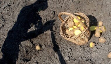 Forget the EU’s caricature of Ukraine’s giant farms – POLITICO