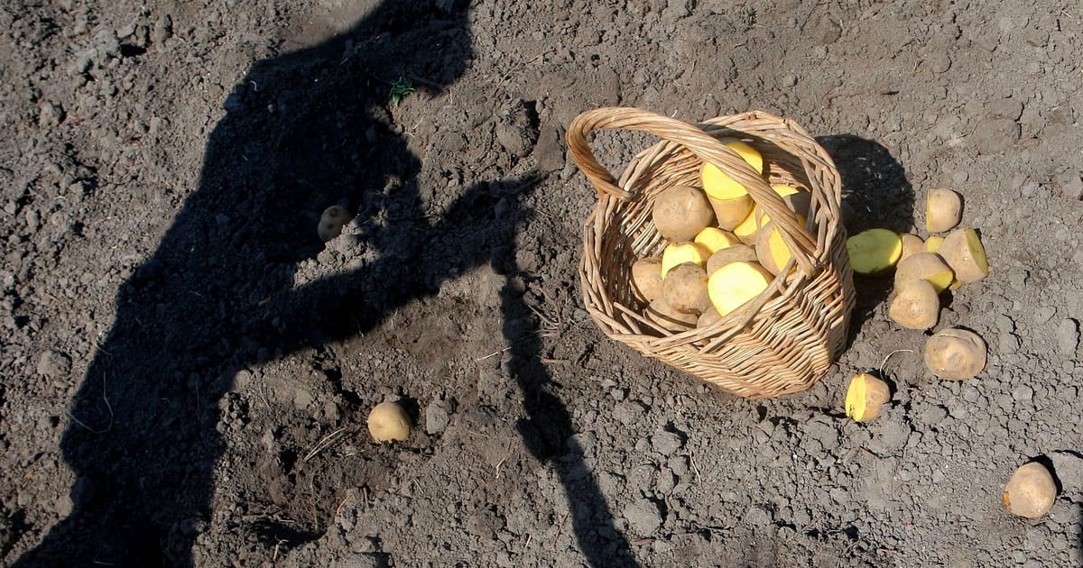 Forget the EU’s caricature of Ukraine’s giant farms – POLITICO