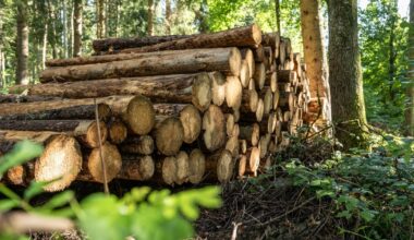 Brussels accused of sacrificing forests in crusade to save EU industry – POLITICO