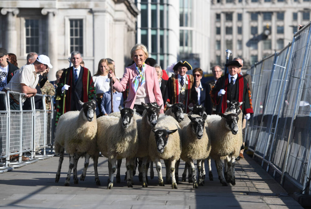 Mary Berry in a pink jacket walks behind a herd of sheep on a London street