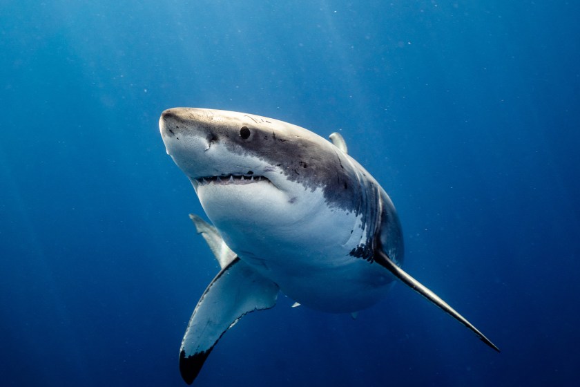 Giant Great White Shark Stalks Florida Beach Multiple Times In One Day As Authorities Warn Beachgoers