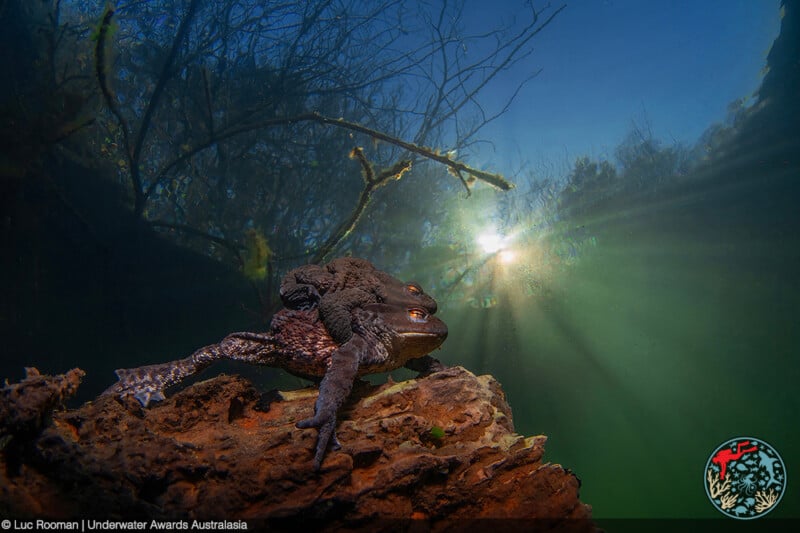 Two toads underwater, one riding on the other's back, perch on a submerged log. Sunlight filters through the water and tangled branches above, creating dramatic rays and a serene, natural scene.