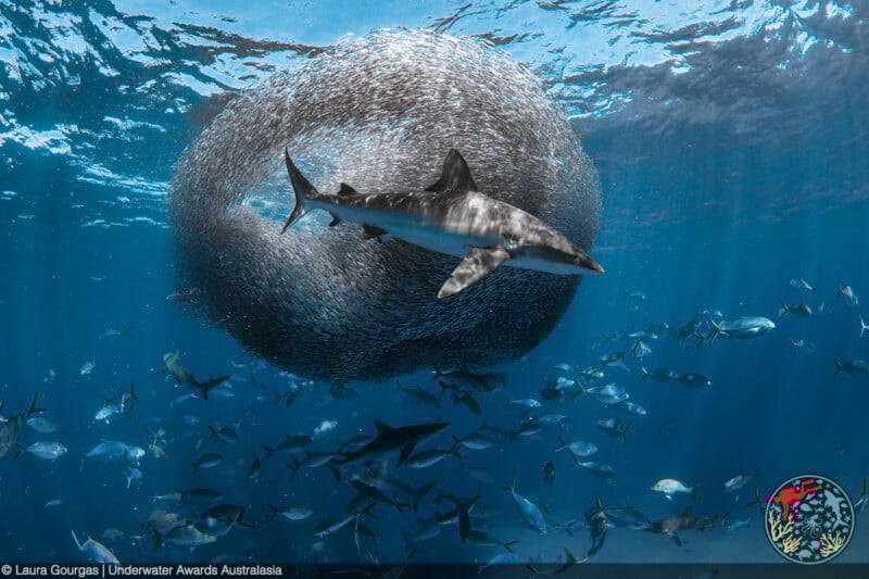 A shark swims near a dense, swirling bait ball of small fish in clear blue ocean water, surrounded by other sharks and fish. Sunlight filters down from above, illuminating the underwater scene.