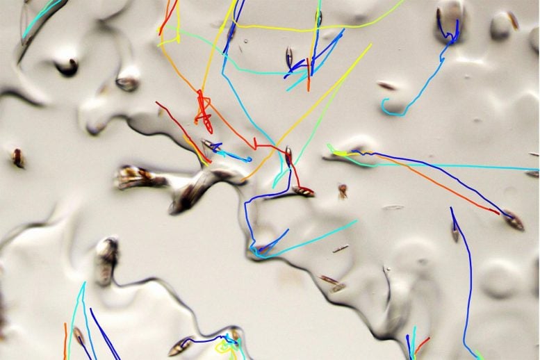 How Diatoms Move Through Ice