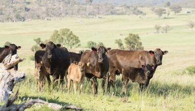 World-class genomic testing for Australian Wagyu producers