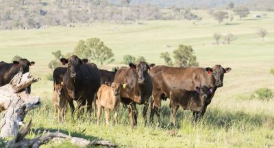 World-class genomic testing for Australian Wagyu producers