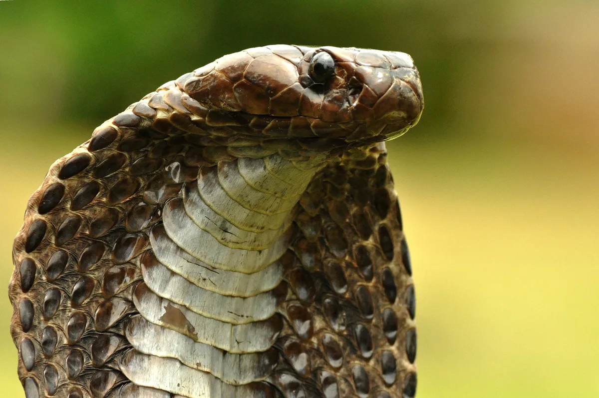Indian cobra