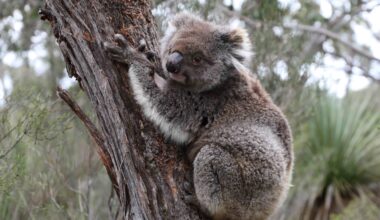 Island haven a 'genetic trap' without intervention – News
