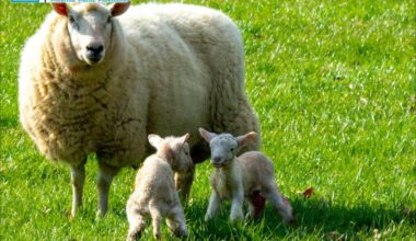 US Animal Genetics Market to Hit USD 2.3 Billion by 2030, Led