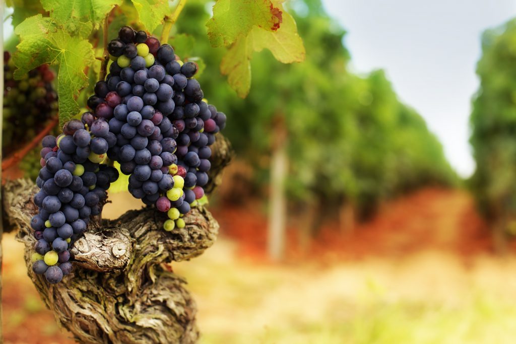 Large bunches of grapes on a gnarled old vine in French vineyard. L'Hermitage area of the Côtes du Rhône region of France.