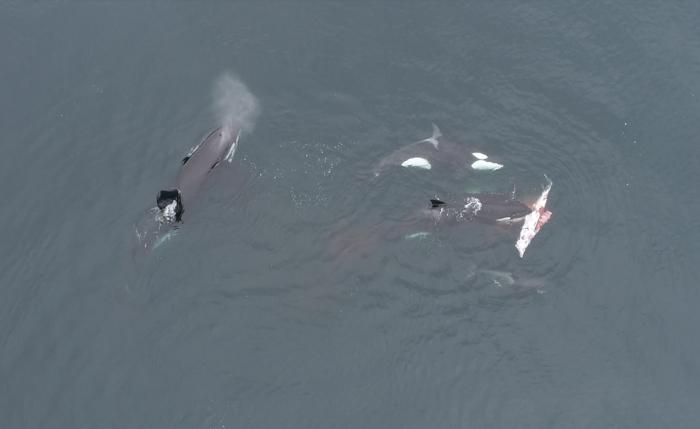 Scientists have observed a large increase in the number of boats being rammed by orcas, deemed by some experts to be a ‘cultural fad’