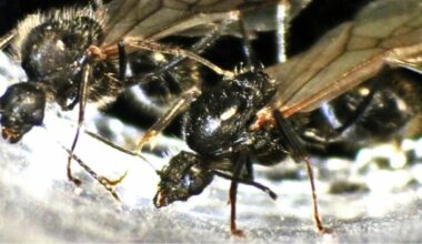 Ant Queens Produce Offspring of Two Different Species, Stunning Scientists : ScienceAlert