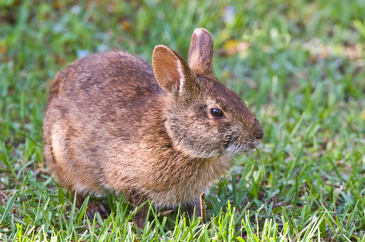 Marsh rabbit