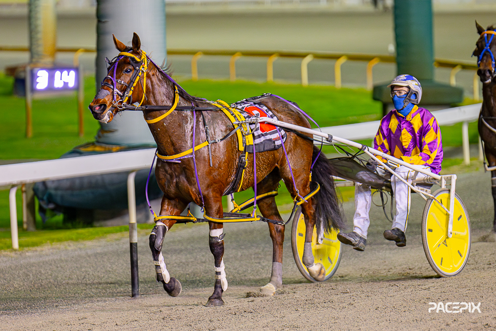Gloucester Park Harness Racing