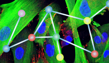 Morphological Map of Under- And Overexpression of Genes in Human Cells