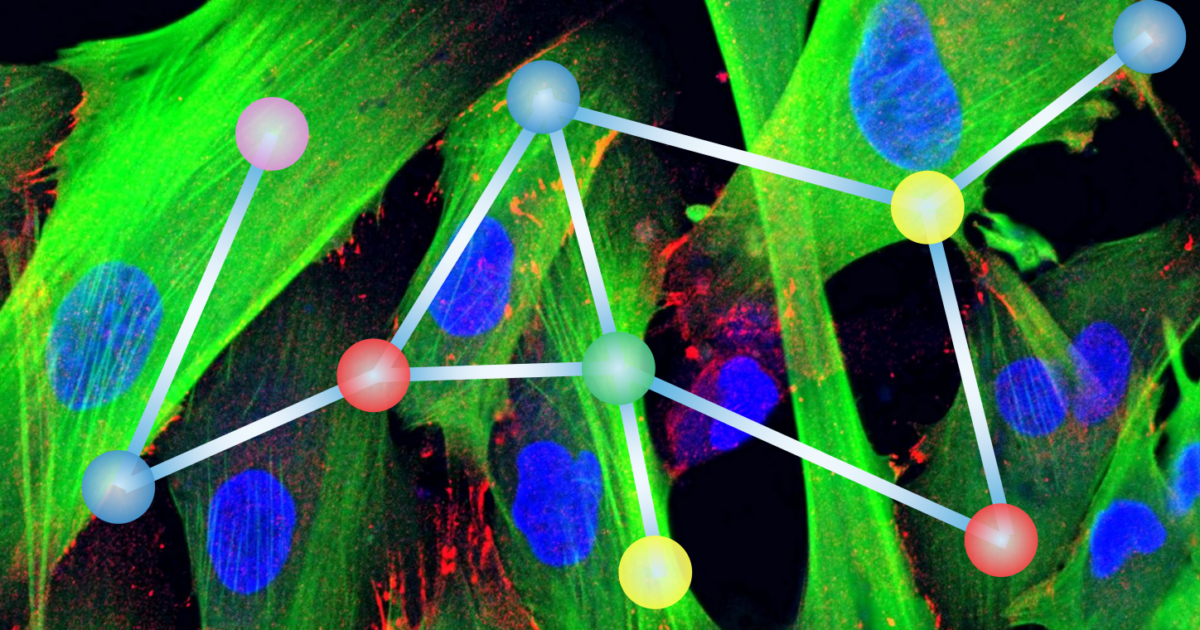 Morphological Map of Under- And Overexpression of Genes in Human Cells
