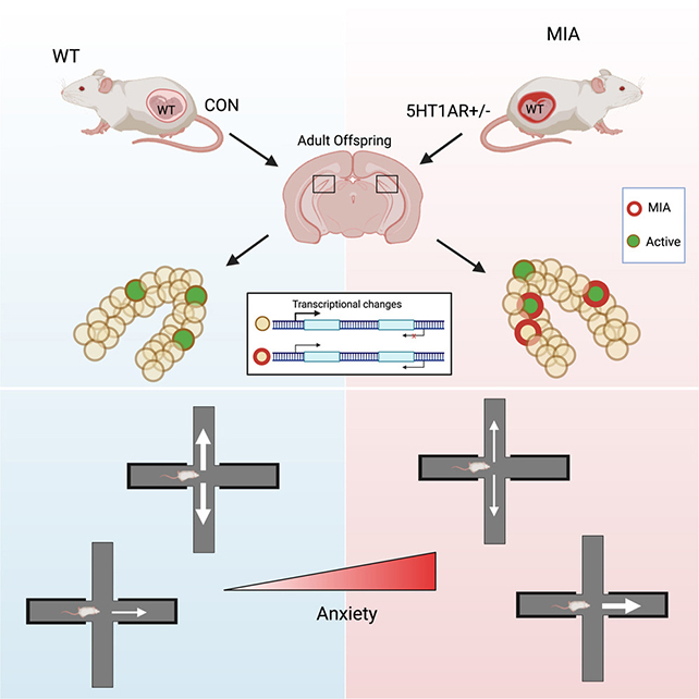 Mouse pregnancy study