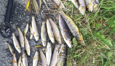 Minister cautions against speculation on cause of Blackwater fish kill – The Irish Times