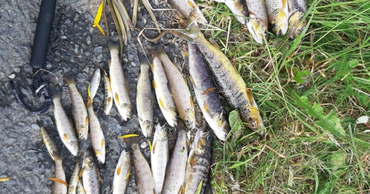 Minister cautions against speculation on cause of Blackwater fish kill – The Irish Times