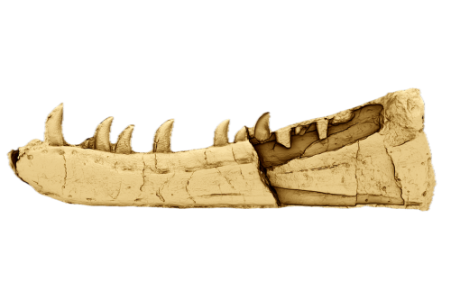 September: Newtonsaurus identification | News and features