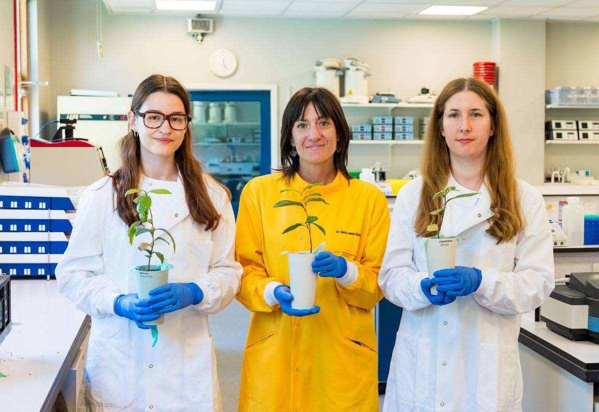 University of Kent scientists prove growing tea in space is possible