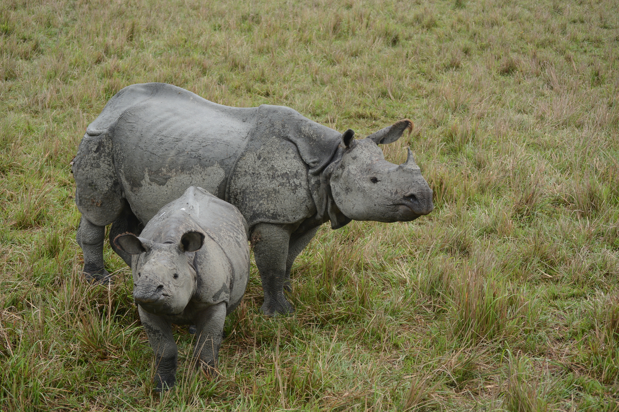 An Indian rhinoceros, also called the great one-horned rhino, with a calf in Assam, India. Native to the Indo-Gangetic Plain, these rhinos are recovering from years of poaching thanks to conservation actions. Today, there are an estimated 4,075 individuals in the wild, a small but significant increase from previous estimates. 