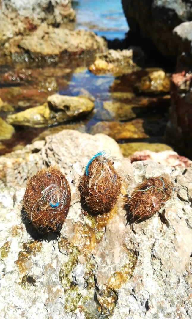 This undated handout photograph released on January 14, 2021 by the University of Barcelona shows plastic-rich balls of seagrass fibers beached in Mallorca Island. - Underwater seagrass in coastal areas across the globe appear to trap bits of plastic in natural bundles of fibre known as "Neptune balls," researchers said on January 14, 2021. With no help from humans, the swaying plants -- anchored to shallow seabeds -- collect nearly 900 million plastic items worldwide every year this way, they reported in the journal Scientific Reports. (Photo by Marta VENY / UNIVERSITY OF BARCELONA / AFP) / RESTRICTED TO EDITORIAL USE - MANDATORY CREDIT "AFP PHOTO / UNIVERSITY OF BARCELONA / MARTA VENY " - NO MARKETING - NO ADVERTISING CAMPAIGNS - DISTRIBUTED AS A SERVICE TO CLIENTS (Photo by MARTA VENY/UNIVERSITY OF BARCELONA/AFP via Getty Images)