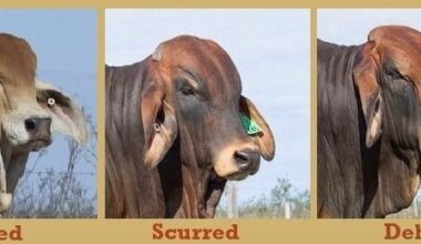 Breeding for polledness isn’t just lip service