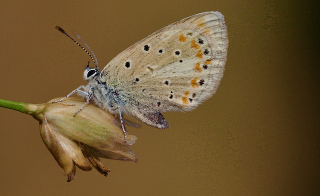 Polyommatus atlantica
